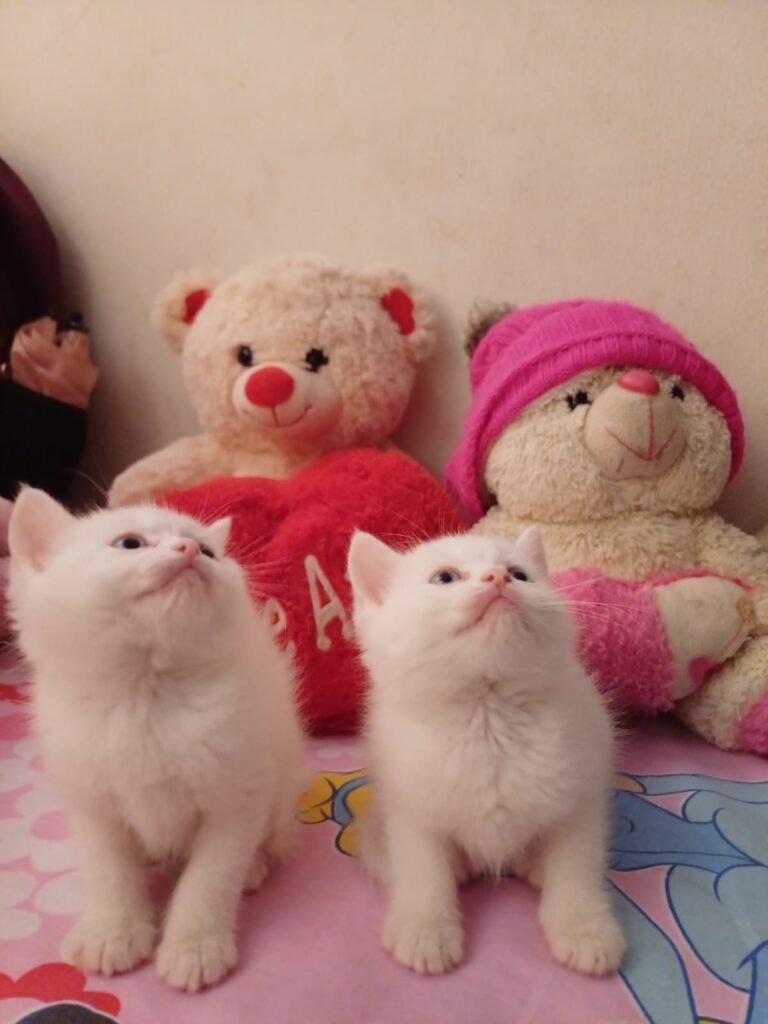 gatos angora