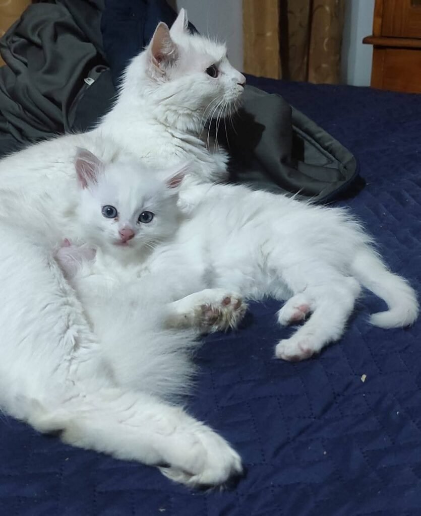 baby cats