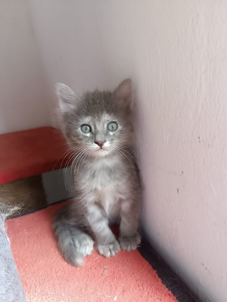 gatos bebes