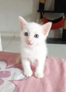 venta de gatos 