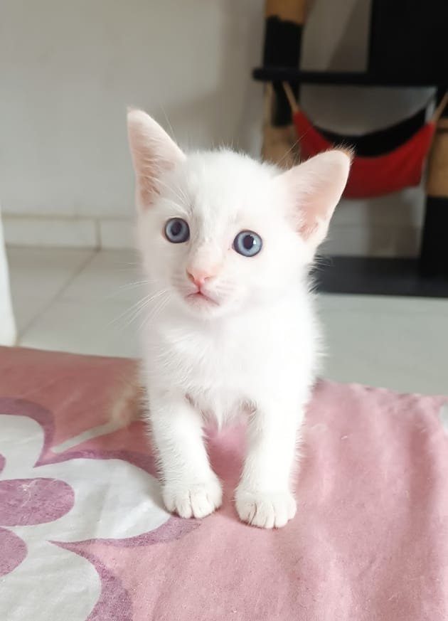 venta de gatos 