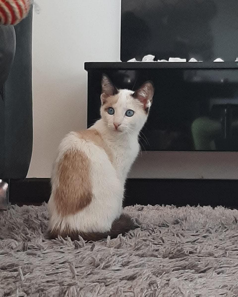 Gatos siameses