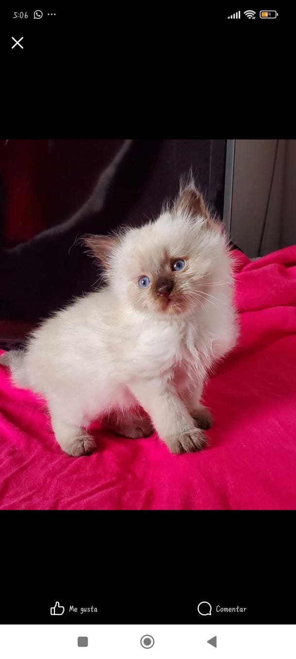 Venta gatos siameses Bogotá