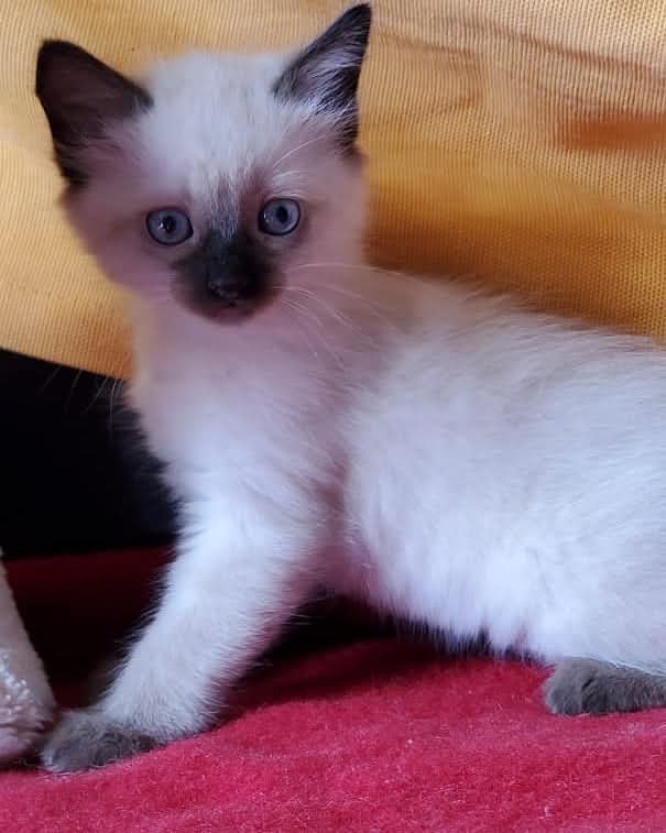 venta de gatos Bogotá