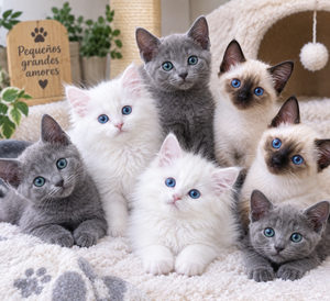 gatos bebes de raza