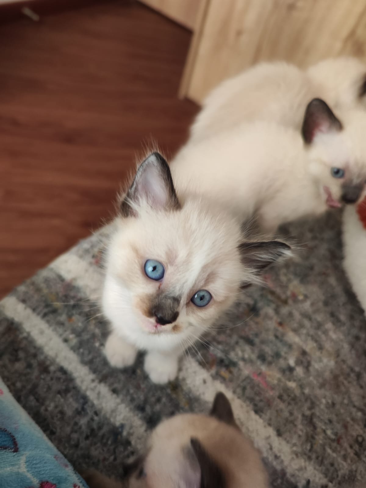 Gatos siamés en venta en Bogotá, Gato Siamés Venta Bogotá