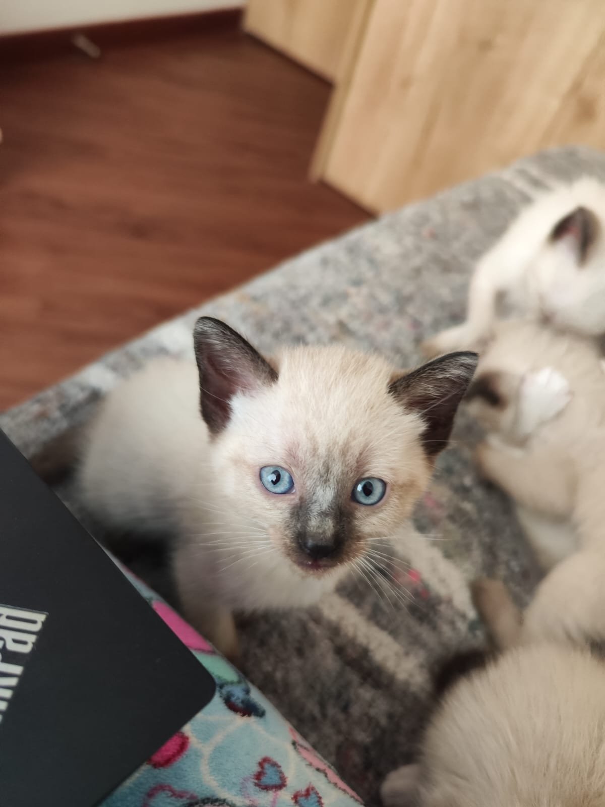 Gato Siamés Venta Bogotá