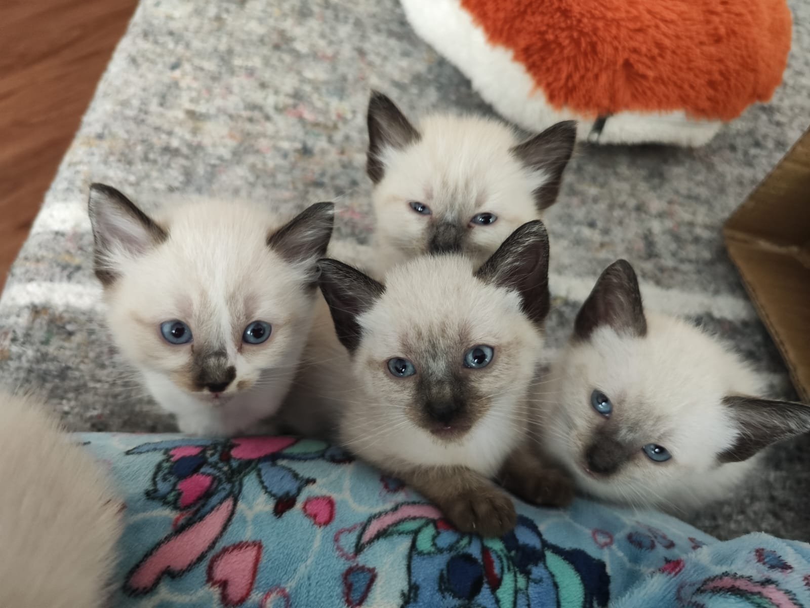 Gato siamés mascota para familia en Bogotá